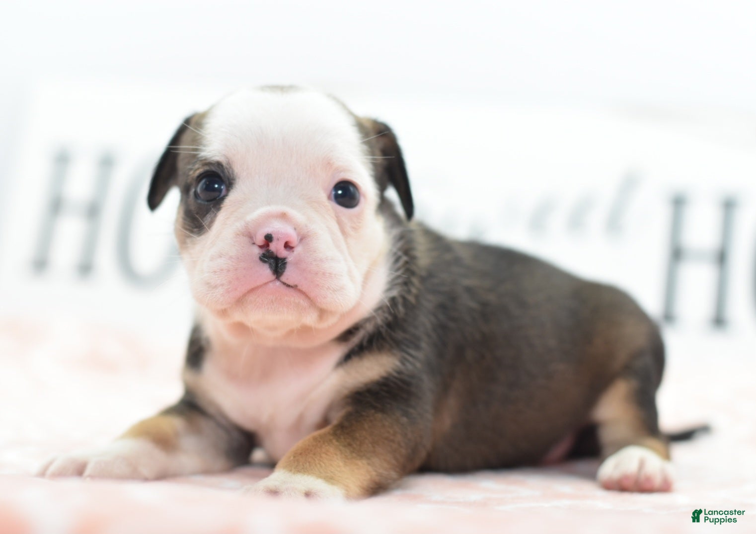 Mixed Breed dogs Queen - Ad 2