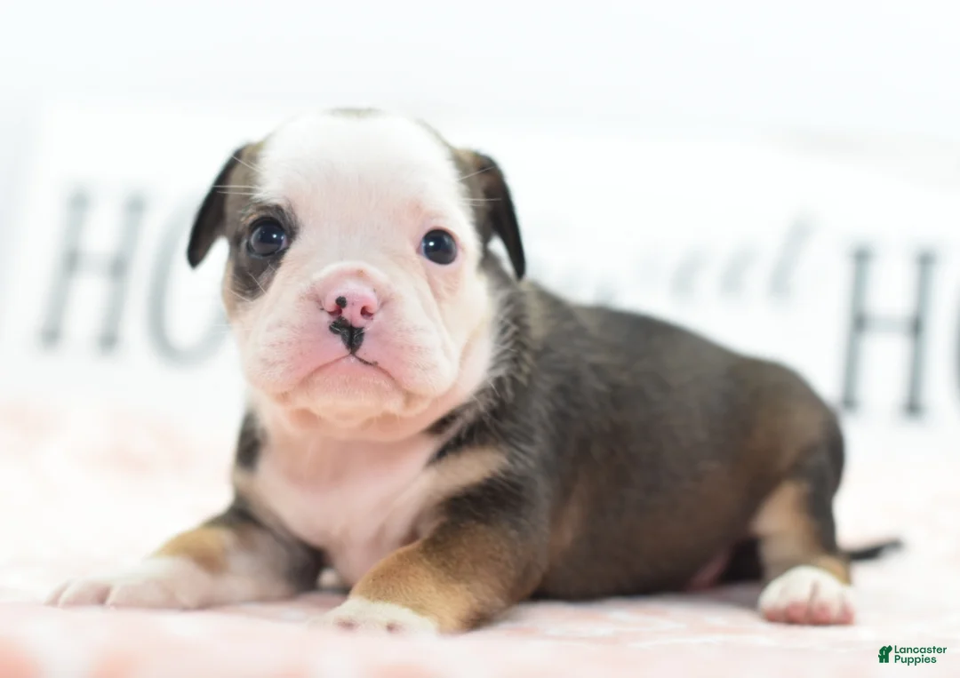 Mixed Breed dogs for sale: Queen - Ad 2