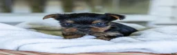 Yorkshire Terrier dogs for sale: Roger (Teacup) - Ad 3