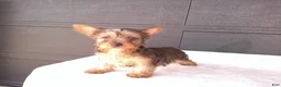 Yorkshire Terrier dogs for sale: Chloe - Ad 4