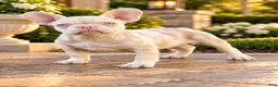 French Bulldog dogs for sale: Cheeto - Ad 1