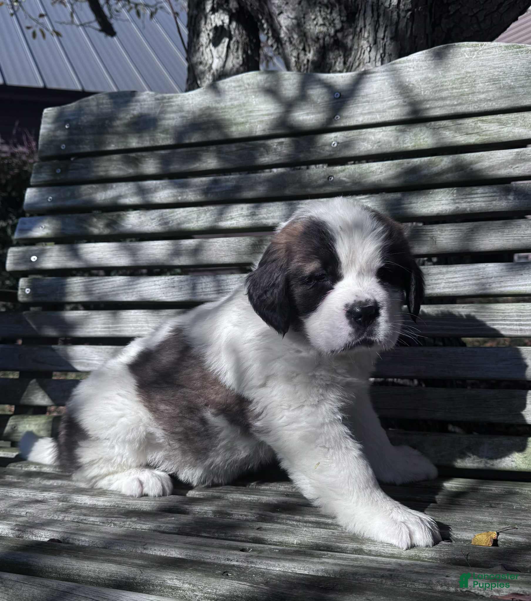 Saint Bernard dogs Georgia  - Ad 21