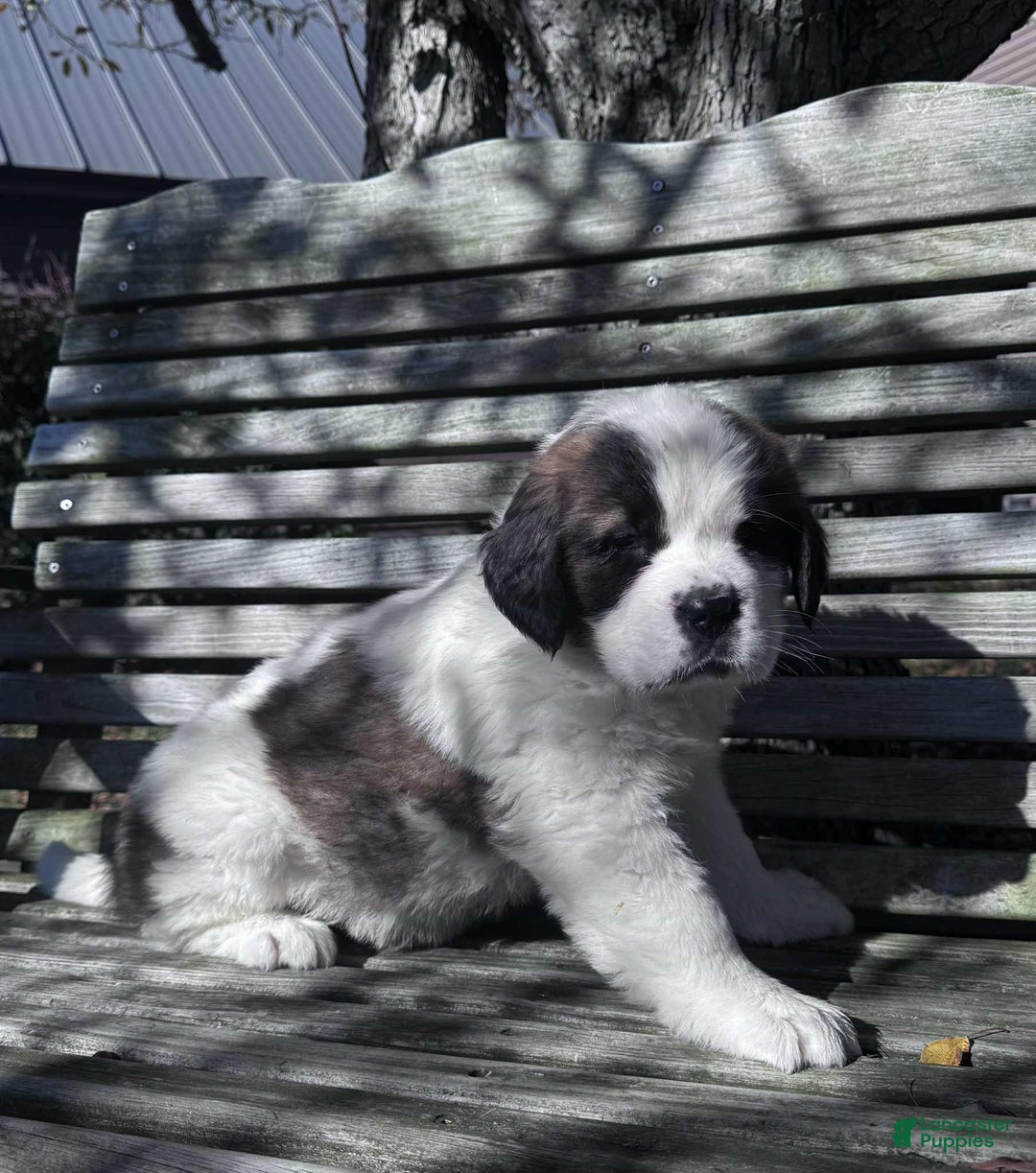 Saint Bernard dogs for sale: Georgia  - Ad 1