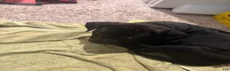 American Pit Bull Terrier dogs for sale: Buddy - Ad 3