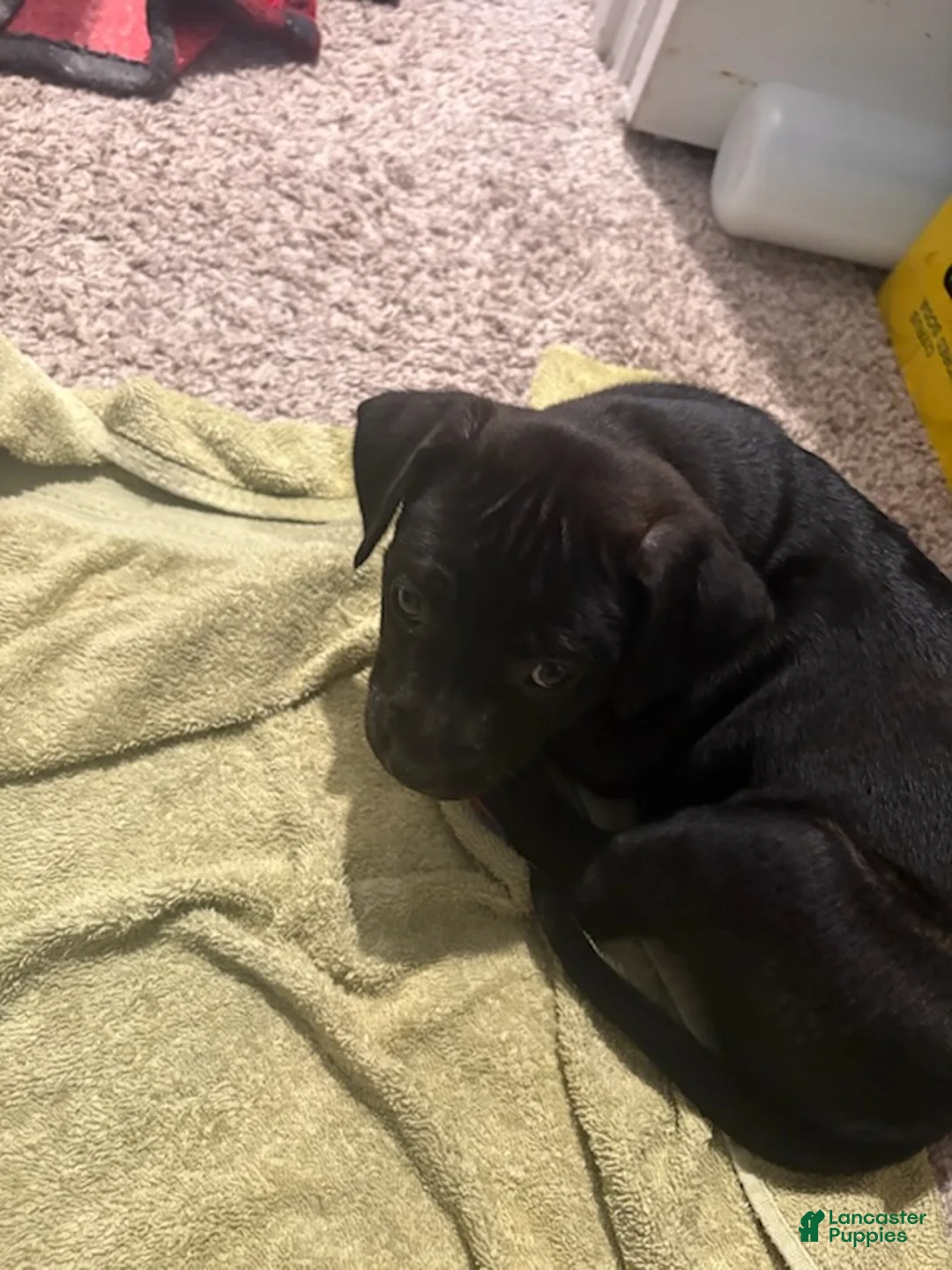 American Pit Bull Terrier dogs for sale: Buddy - Ad 3