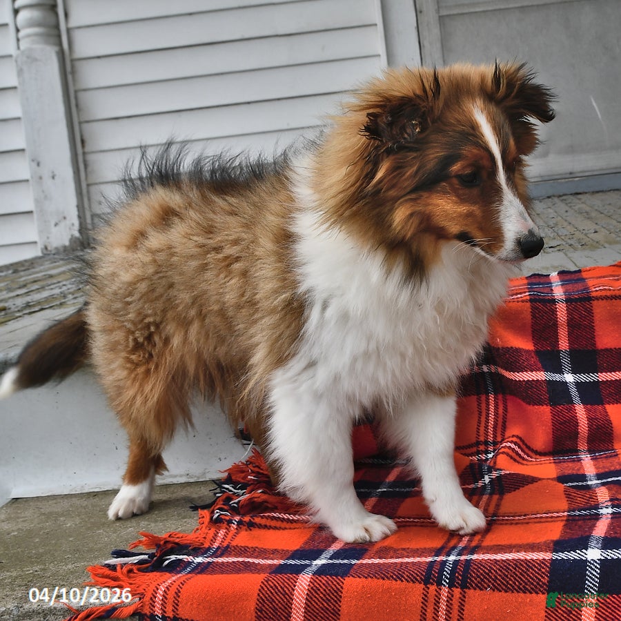 Shetland Sheepdog dogs Candy Cane - Ad 2