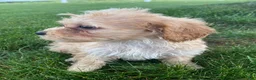 Cavapoo dogs for sale: Millie - Ad 3