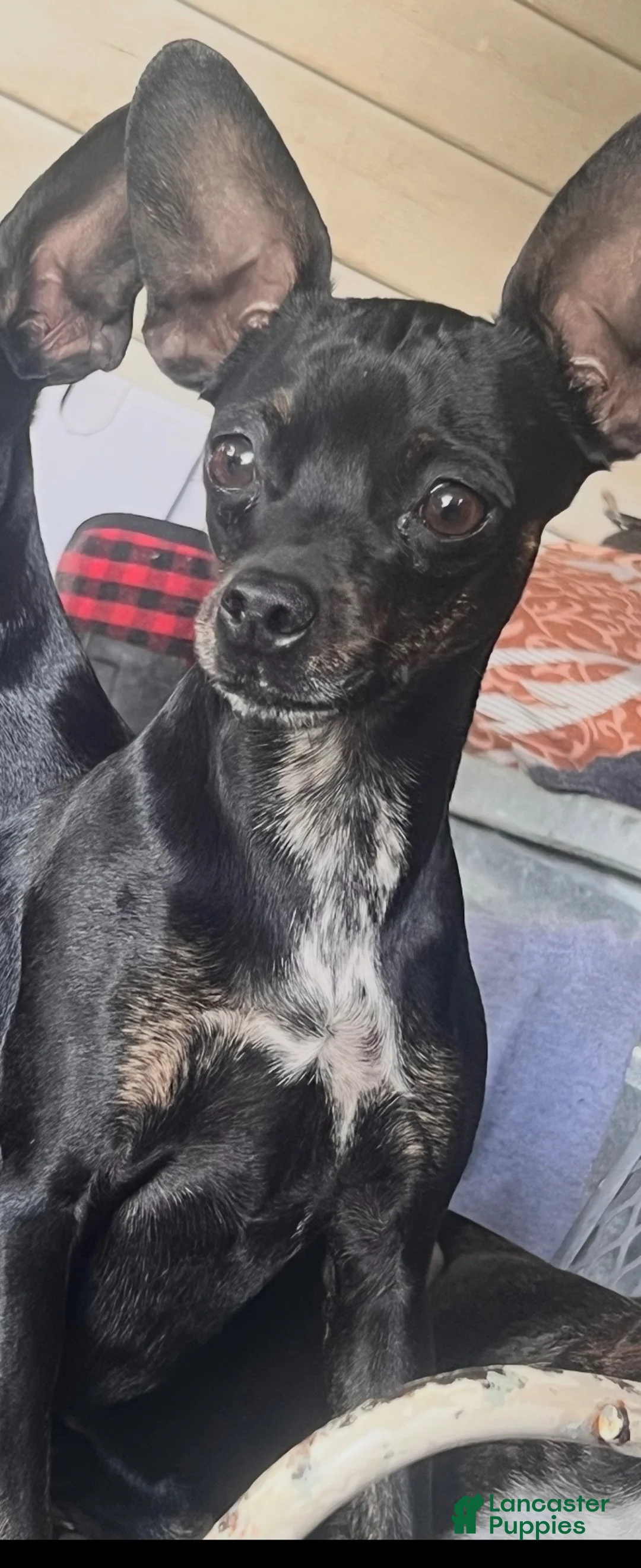 Chihuahua dogs for sale: Chihuahua 1 - Ad 2