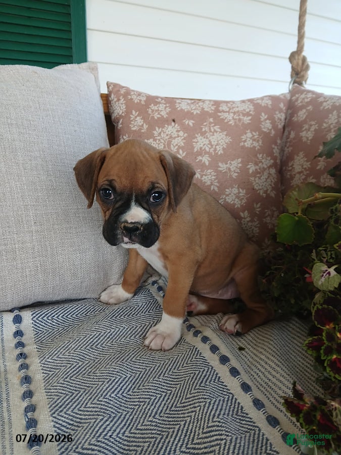 Boxer dogs Sassafras - Ad 2