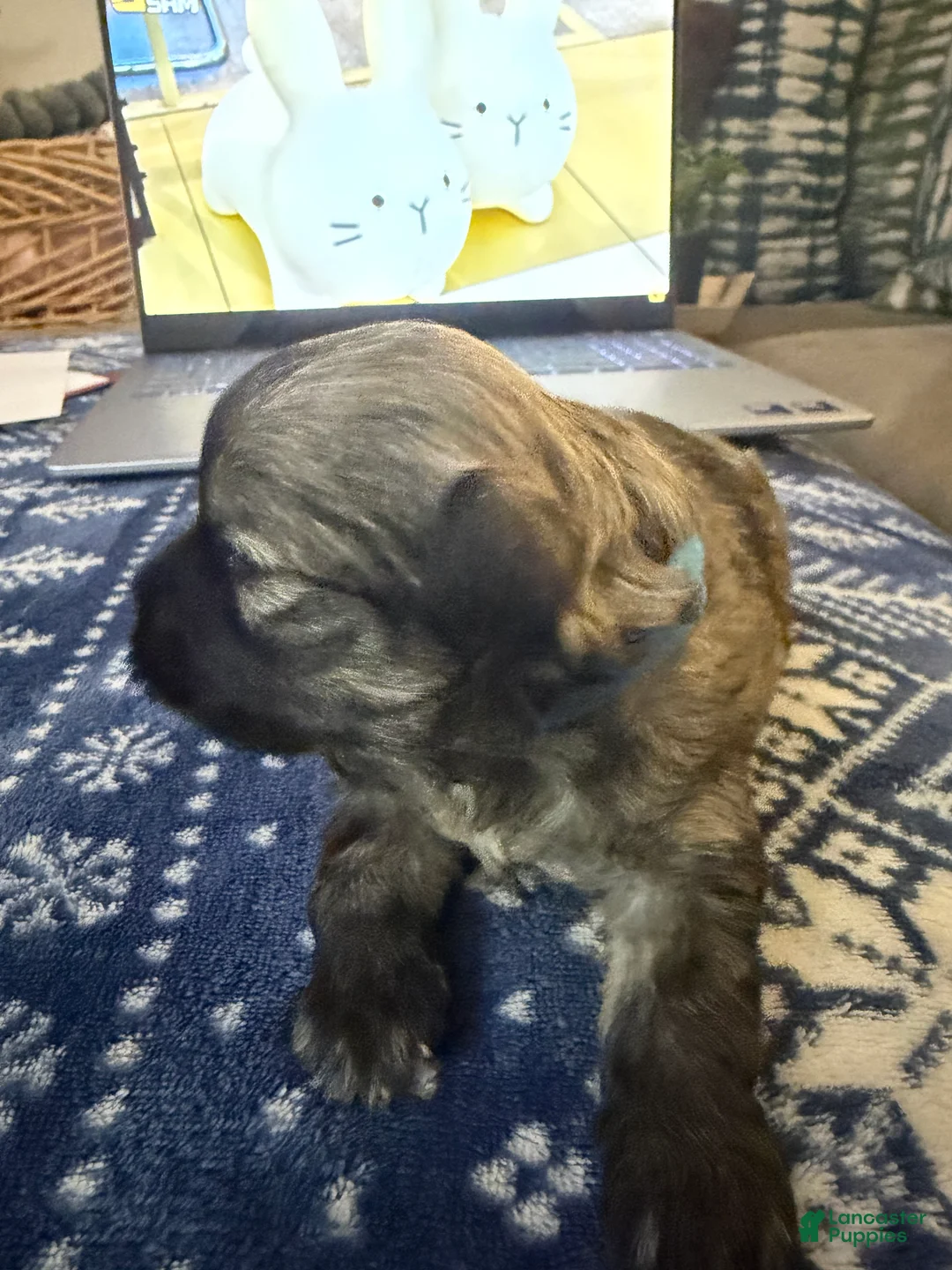 Mixed Breed dogs for sale: Oscar - Ad 1