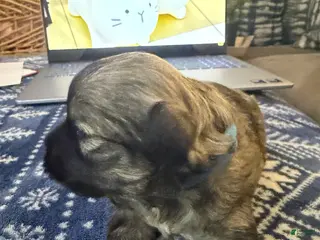 Mixed Breed dogs for sale: Oscar - Ad 1