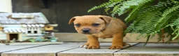 Staffordshire Bull Terrier dogs for sale: Mia Belle 🌸 - Ad 4