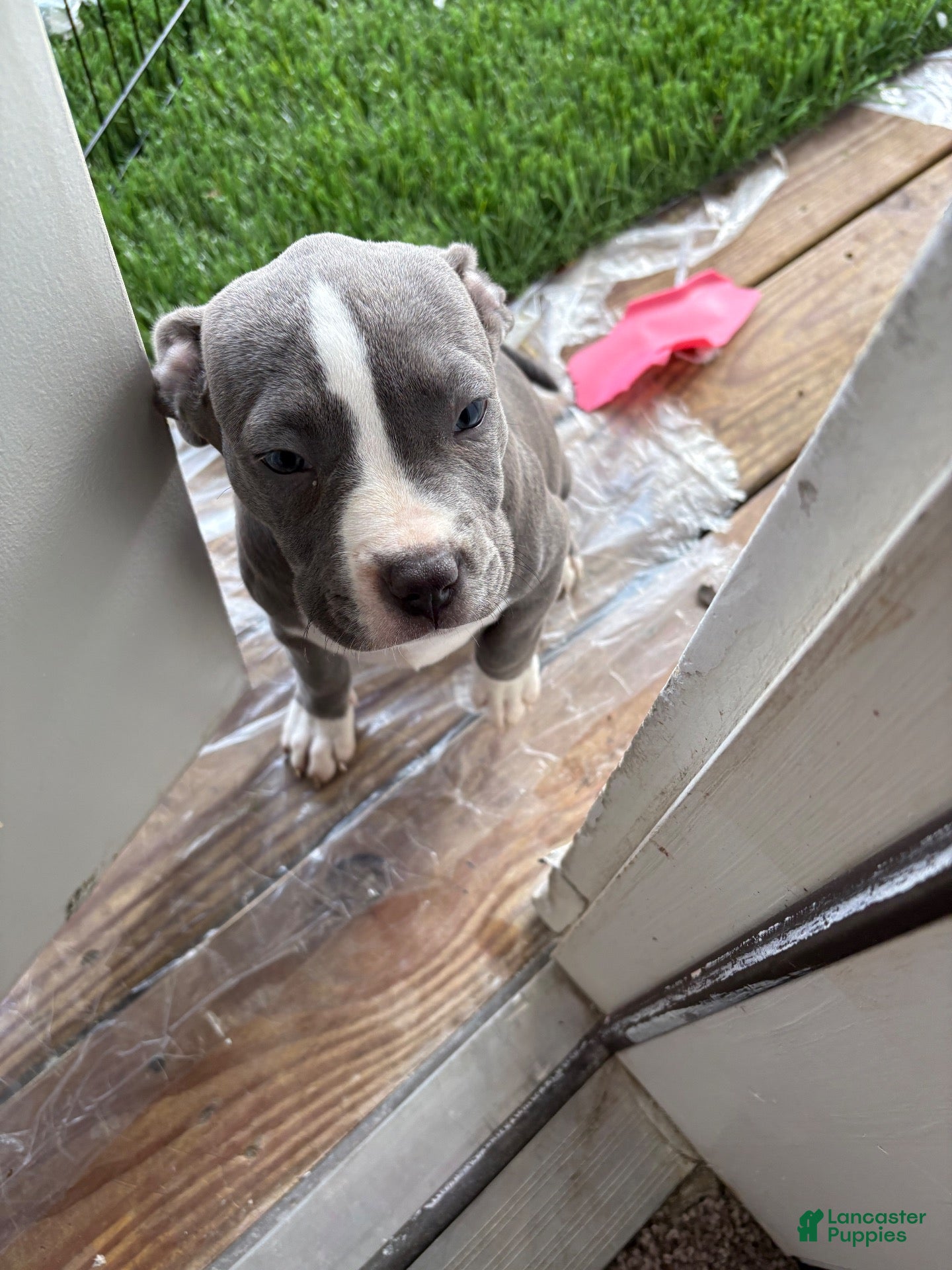 American Bully dogs American Bully 1 - Ad 30
