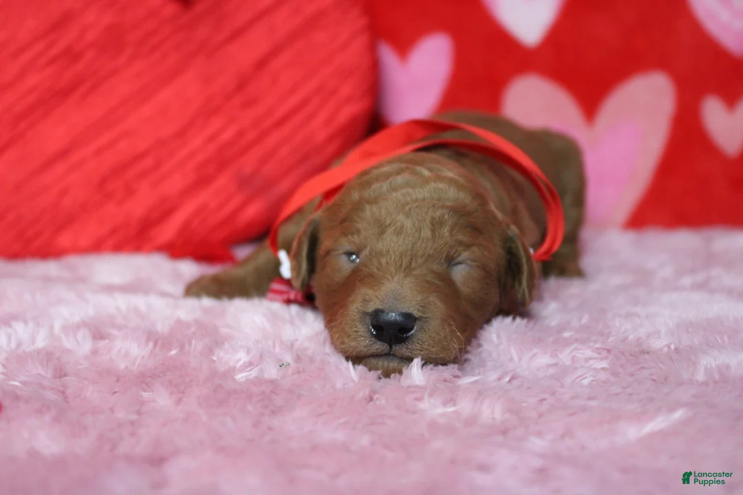 Goldendoodle dogs for sale: Sprite  - Ad 4