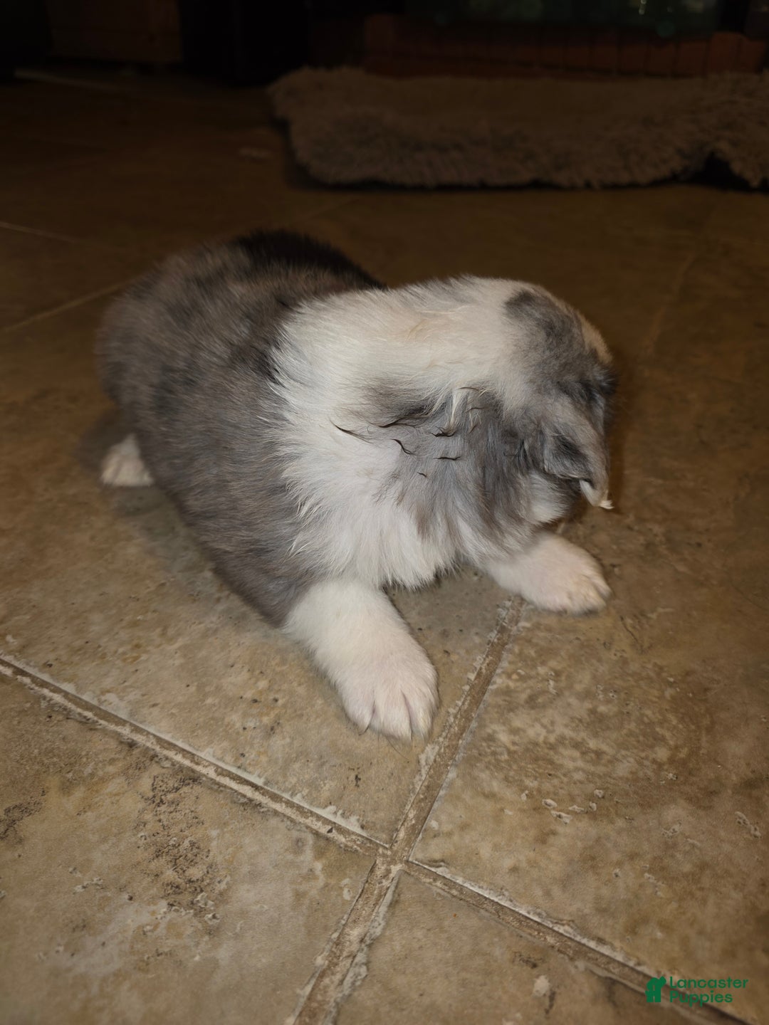 Miniature Australian Shepherd dogs for sale: Miniature Australian Shepherd Puppy 1 - Ad 2
