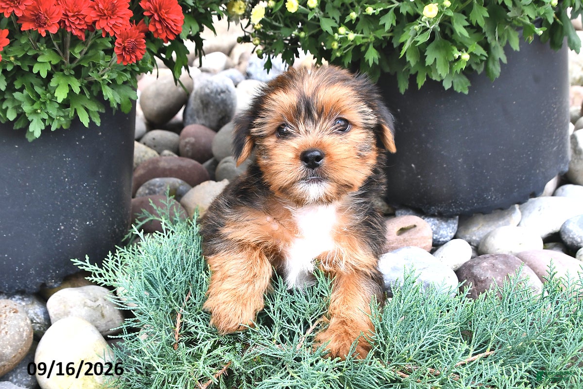 Shorkie dogs Billy - Ad 1