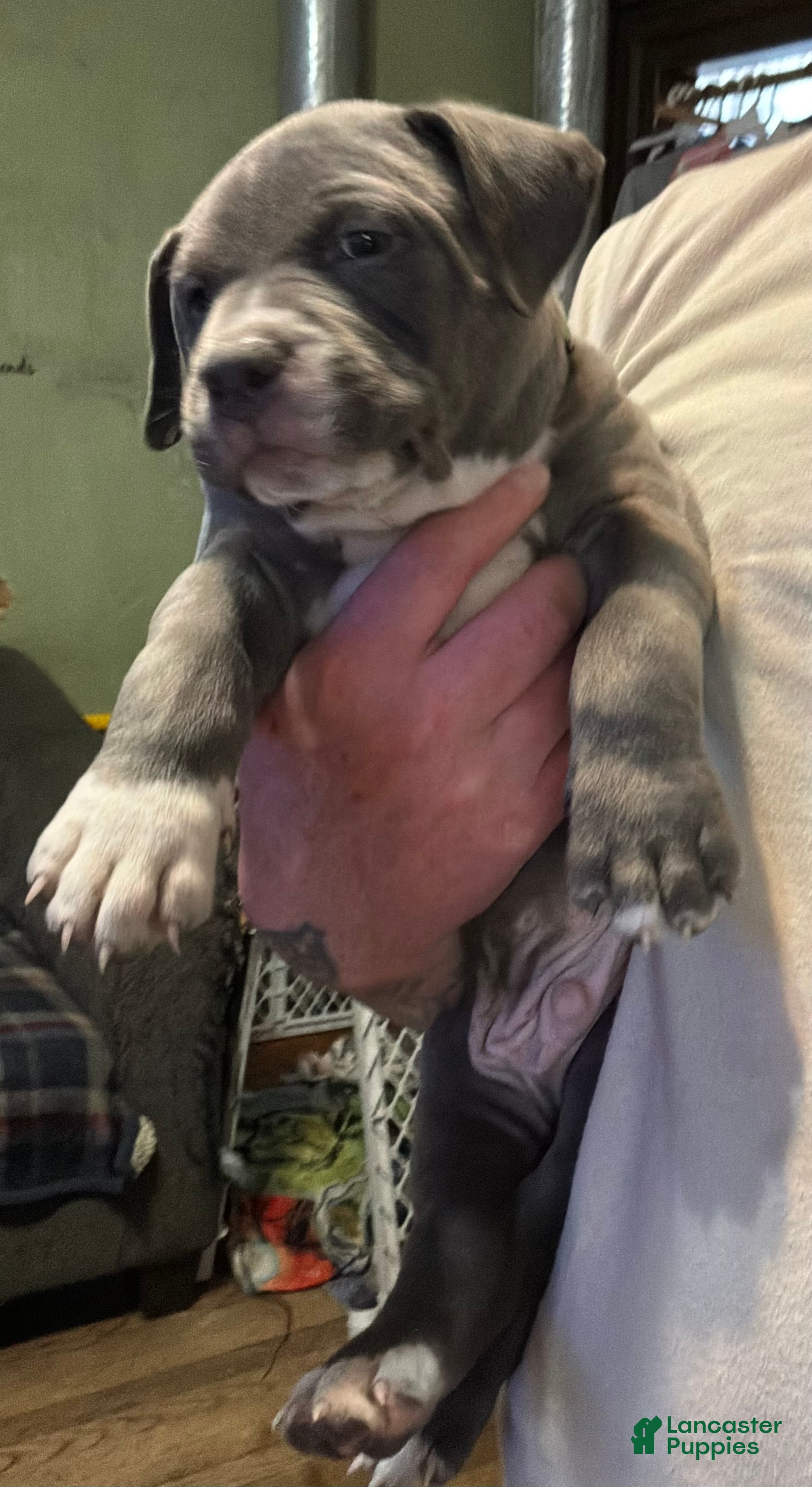 American Pit Bull Terrier dogs American Pit Bull Terrier Puppy 4 - Ad 10