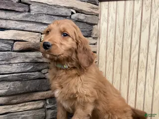 Goldendoodle dogs Curri - Ad 27