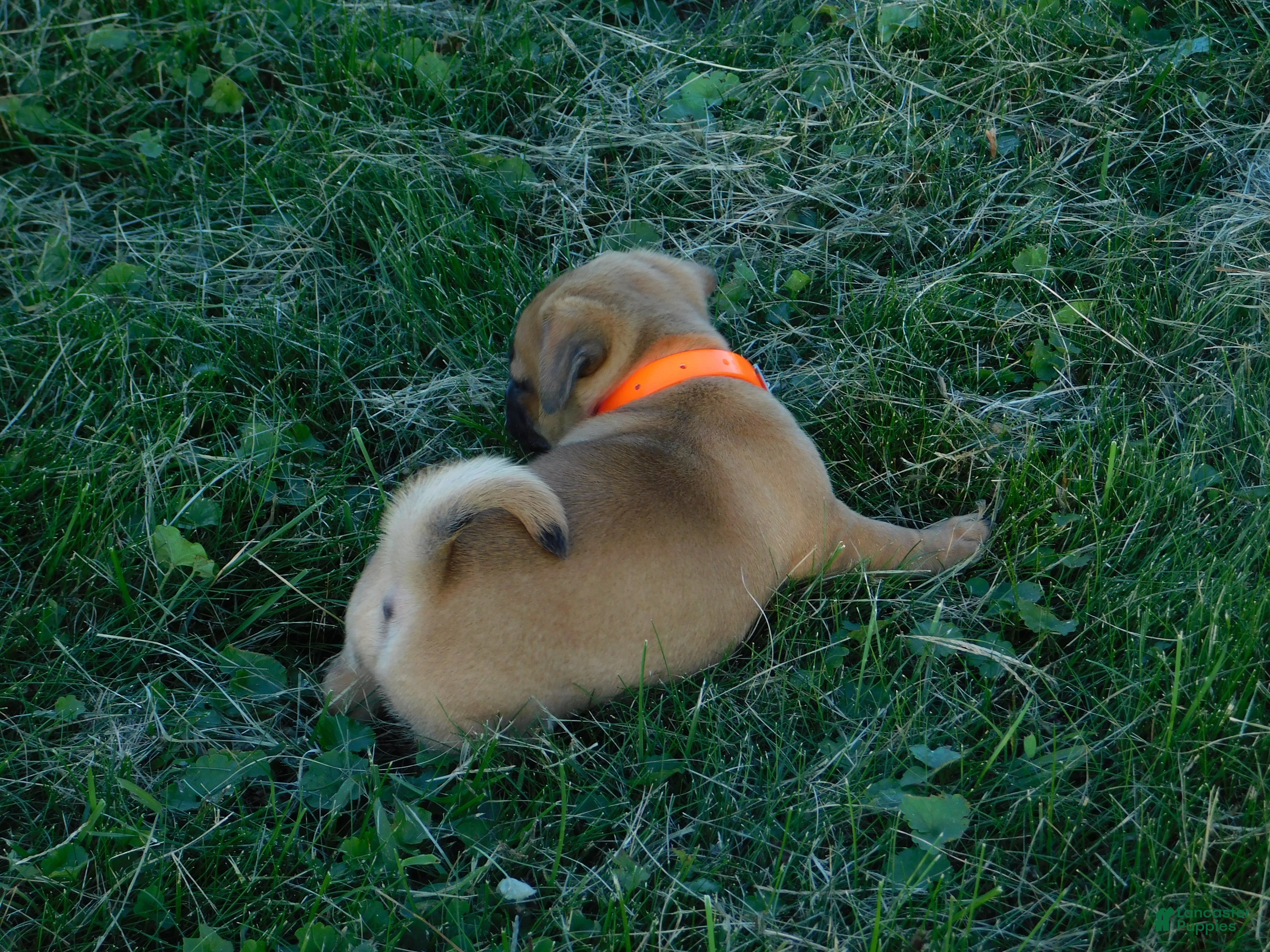 Jug dogs Olivia - Ad 2