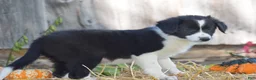 Border Collie dogs for sale: Teri - Ad 6