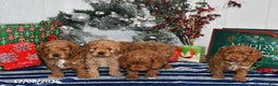 Cockapoo dogs for sale: Isabelle - Ad 5