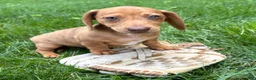 Dachshund dogs for sale: Raine - Ad 4