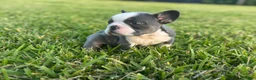 French Bulldog dogs for sale: Sweetie - Ad 3