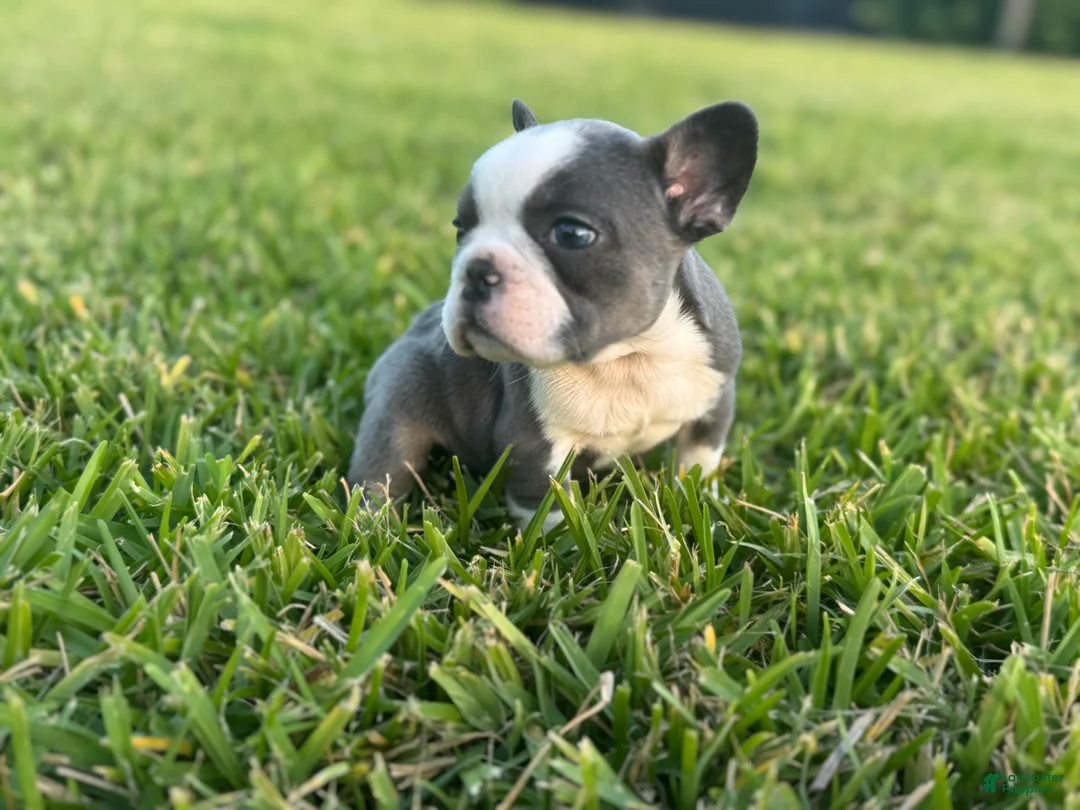 French Bulldog dogs for sale: Sweetie - Ad 3