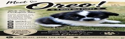 Mixed Breed dogs for sale: Oreo  - Ad 2