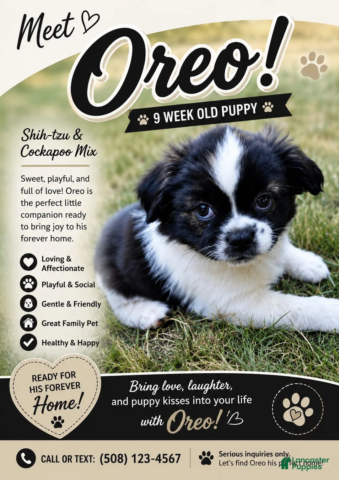 Mixed Breed dogs for sale: Oreo  - Ad 2