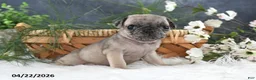 Pug dogs for sale: Gracelyn - Ad 4