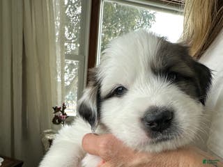 Great Pyrenees dogs Purple - Ad 12