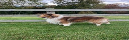 Collie dogs for stud: Sherloch - Ad 2