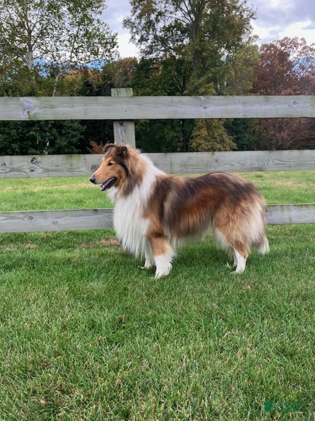 Collie dogs for stud: Sherloch - Ad 2