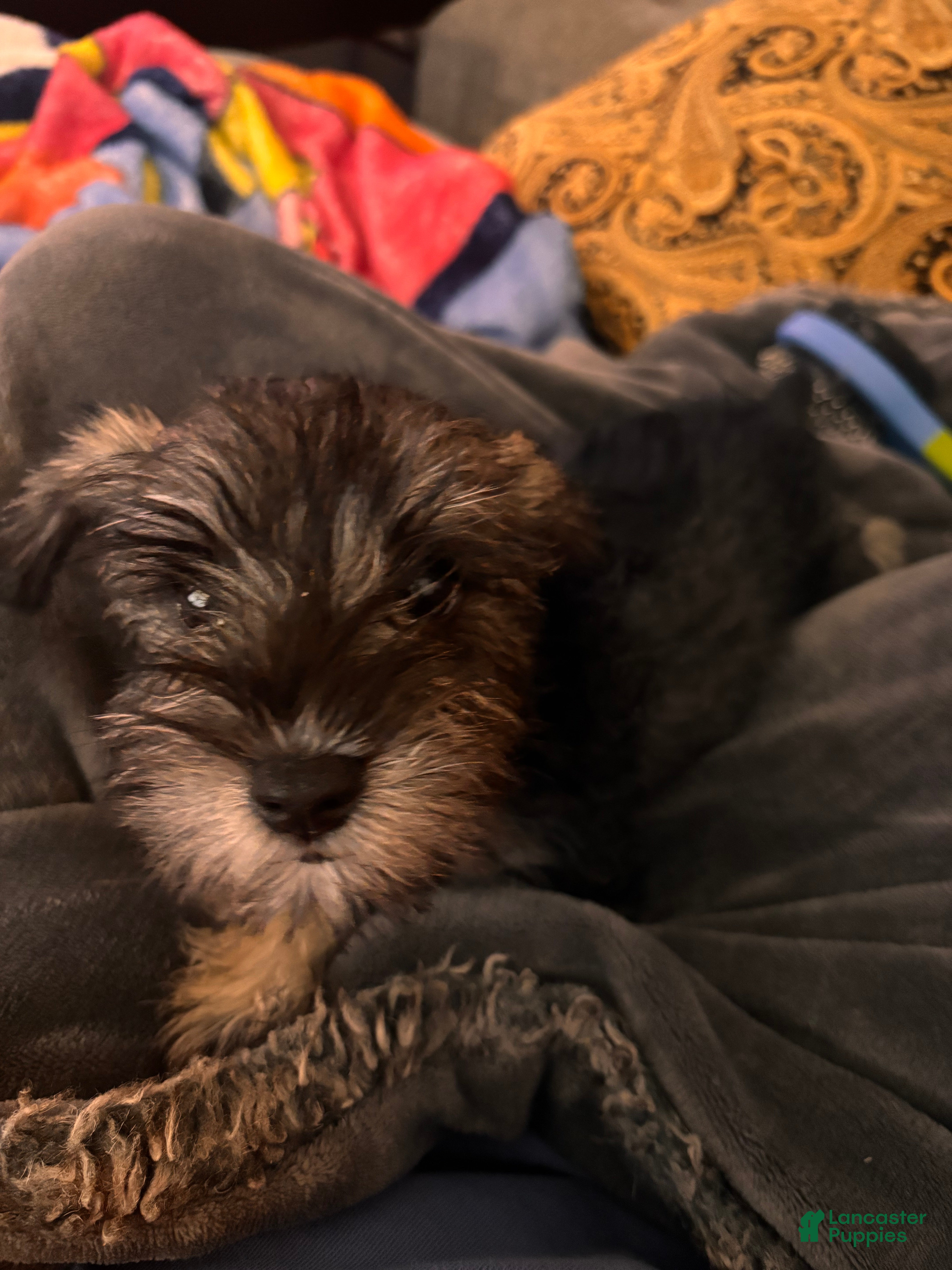 Miniature Schnauzer dogs Miniature Schnauzer 3 - Ad 32