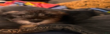 Miniature Schnauzer 3