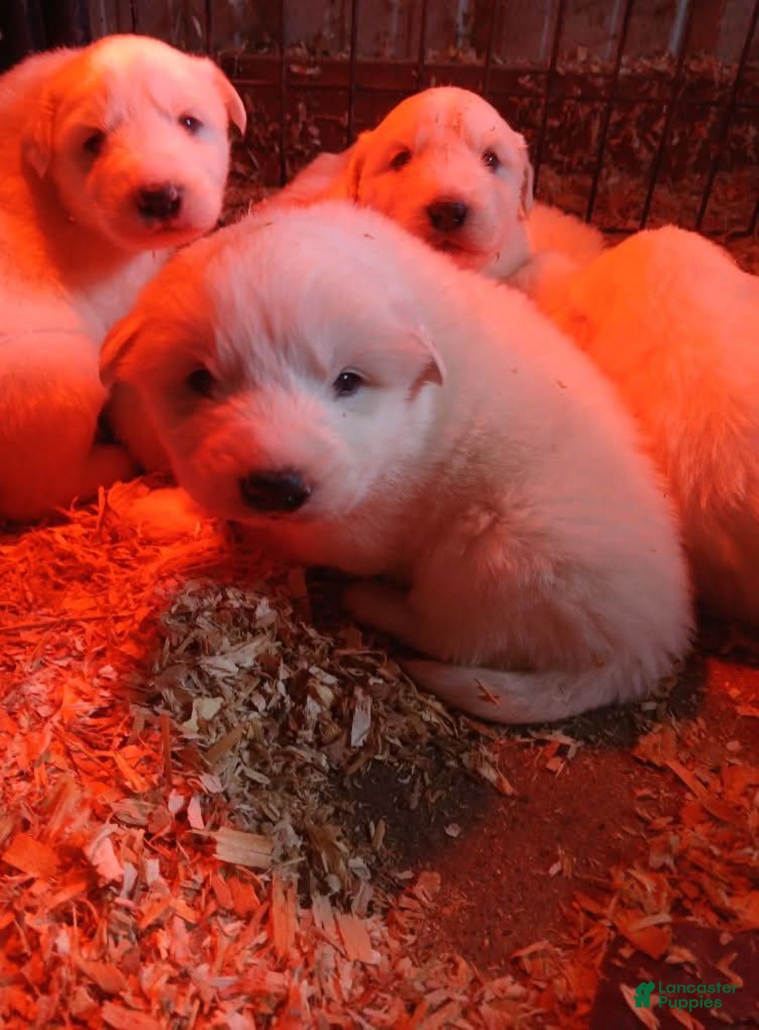 Great Pyrenees dogs for sale: Great Pyrenees Puppy 3 - Ad 1