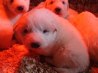 Great Pyrenees dogs Great Pyrenees Puppy 3 - Ad 6