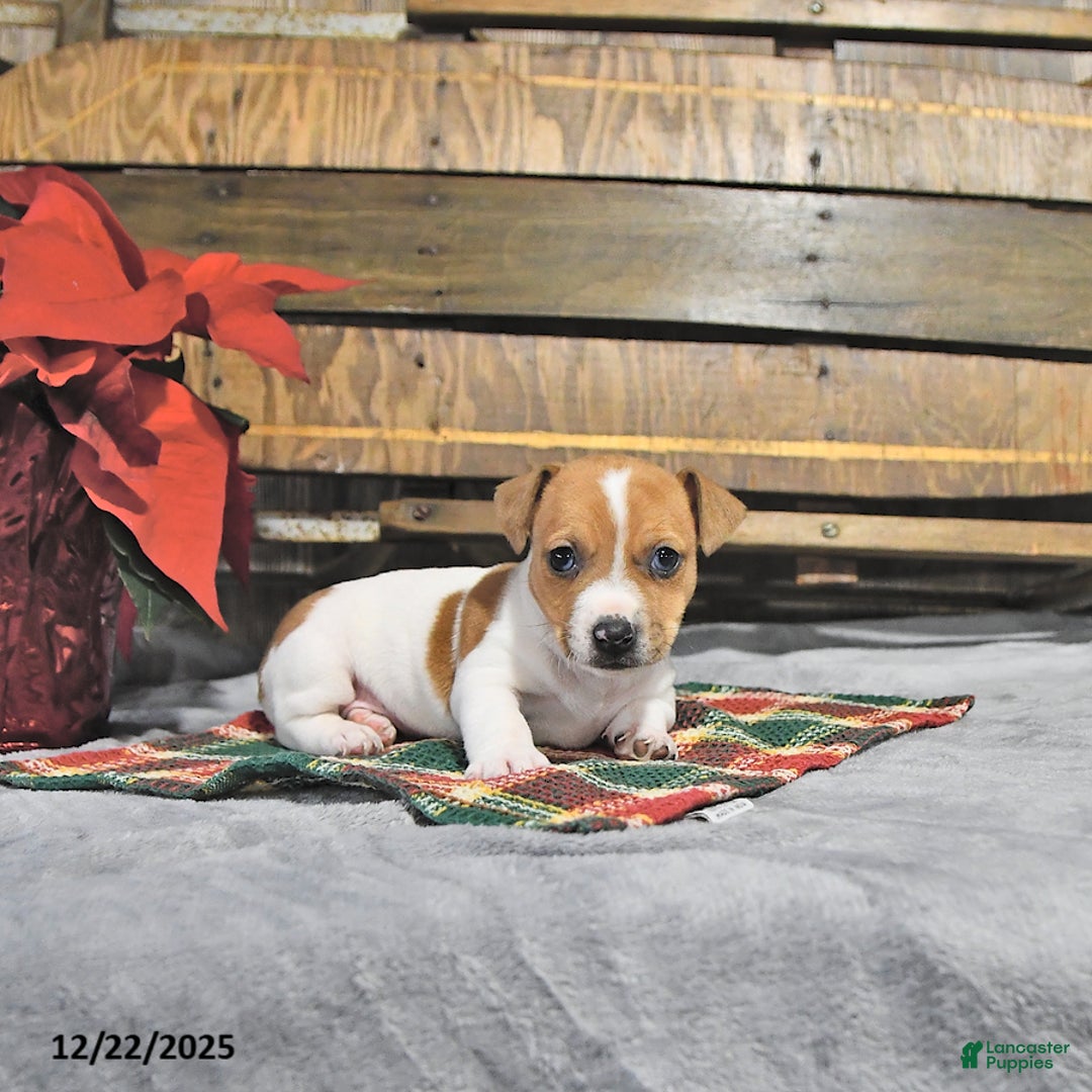 Jack Russell Terrier dogs for sale: Tinsley - Ad 2
