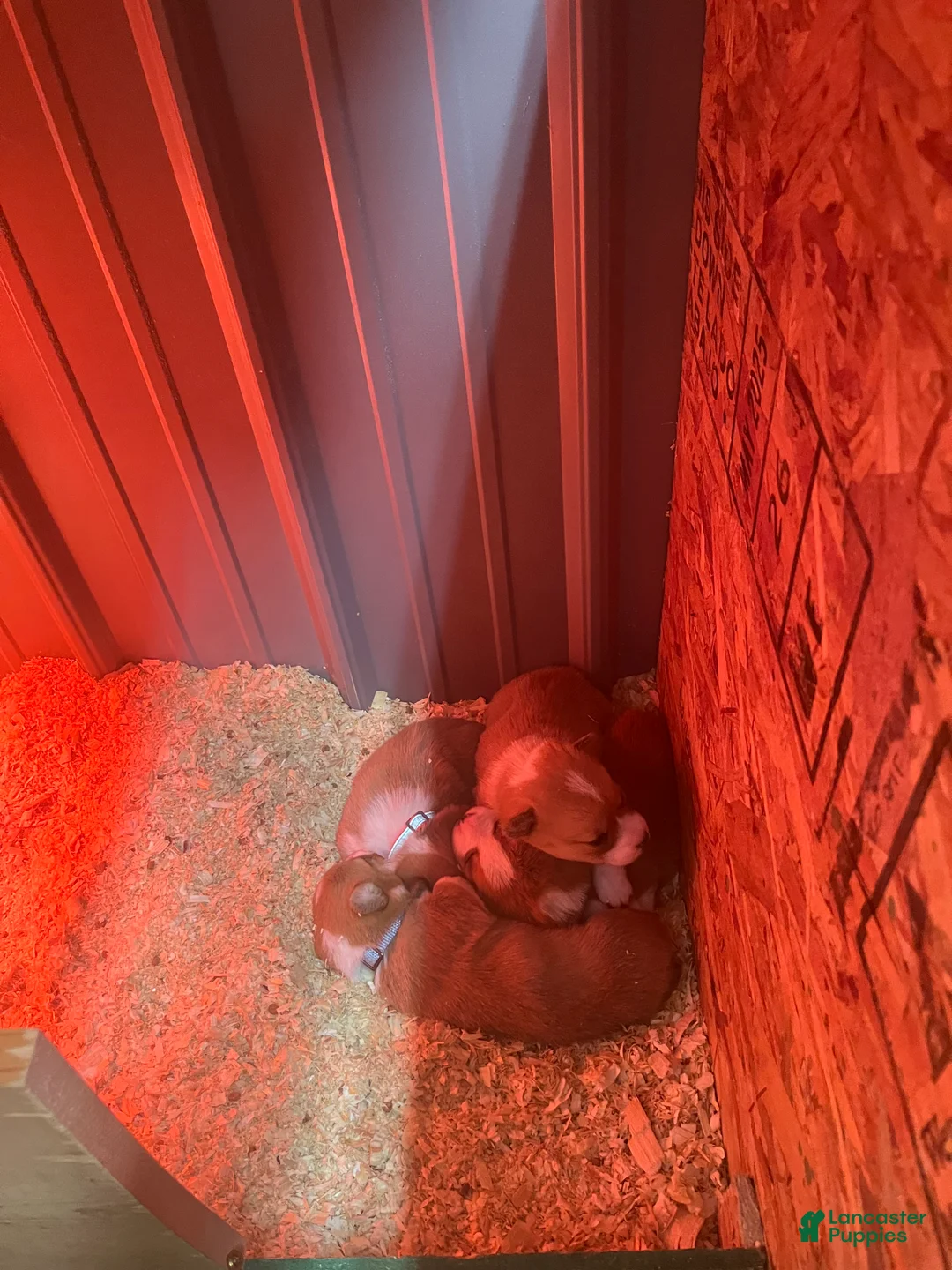 Welsh Corgi Pembroke dogs for sale: Welsh Corgi Pembroke Puppy 1 - Ad 8