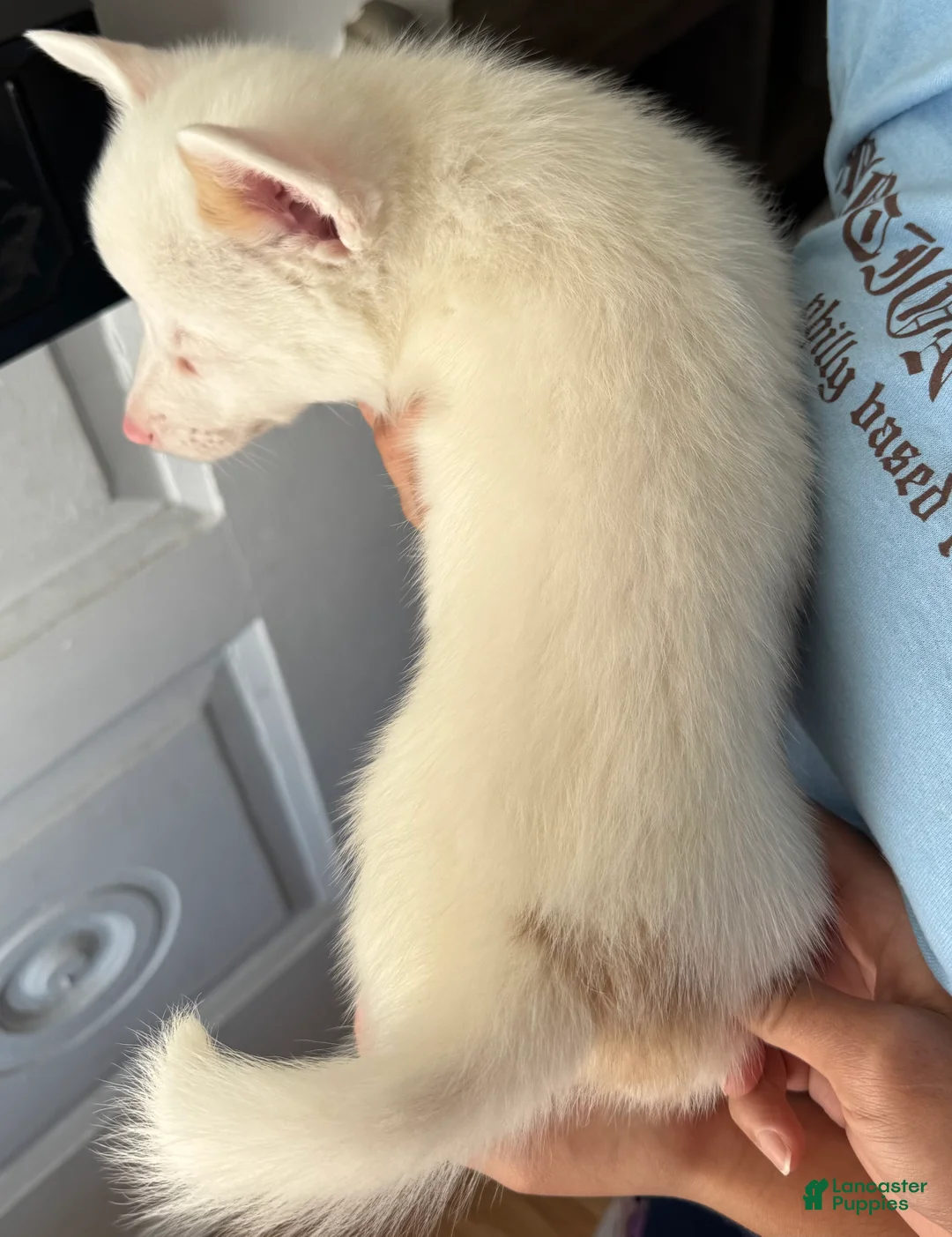 Welsh Corgi Pembroke dogs for sale: Noelle - Ad 2