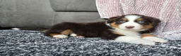 Australian Shepherd dogs for sale: Einstein  - Ad 8