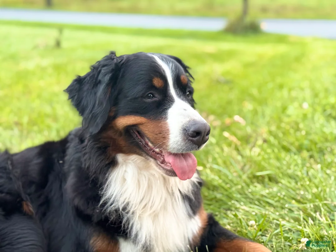 Bernese Mountain Dog dogs for sale: Bernese Mountain Dog Puppy 1 - Ad 8