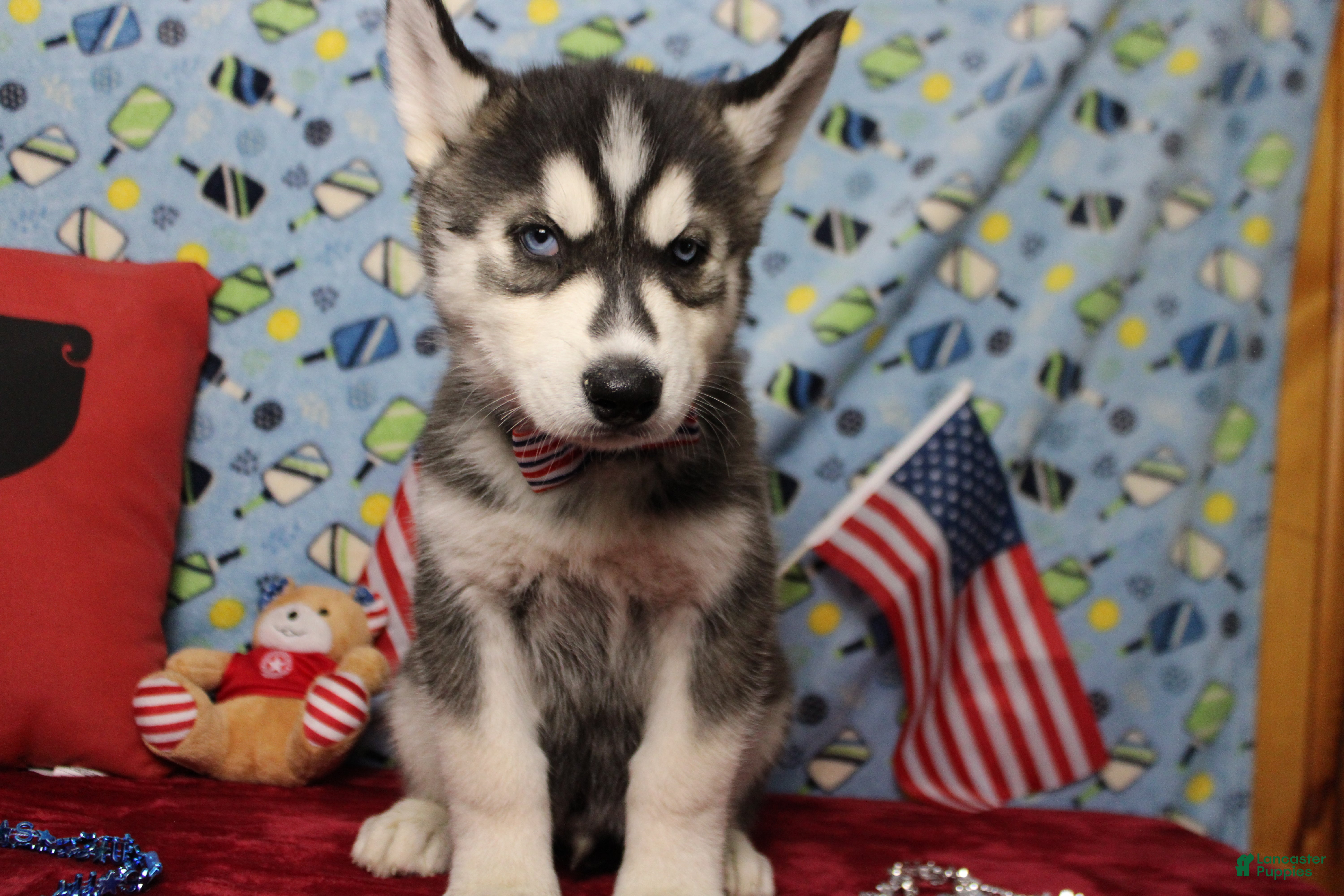 Siberian Husky dogs Koda  - Ad 37