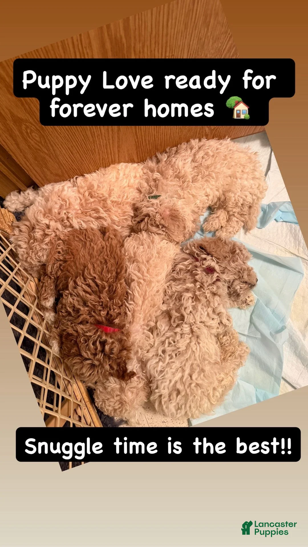 Bichpoo dogs for sale: Lucky - Ad 3