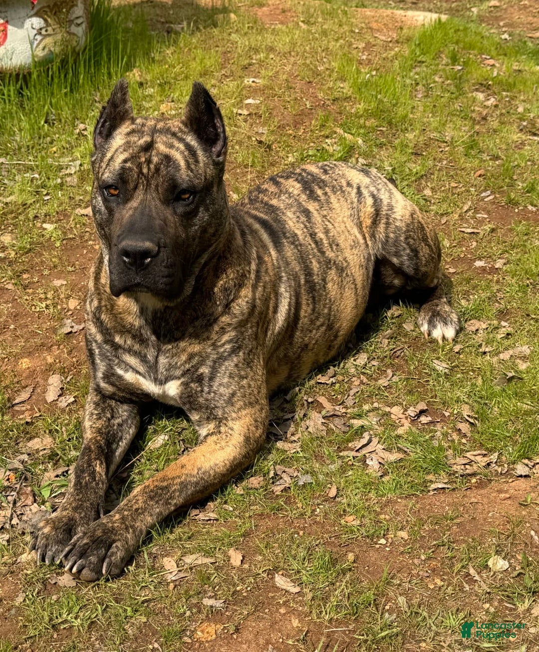 Presa Canario Puppies - K9-OTC, image size:1080x1308
