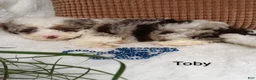 Mini Bernedoodle dogs for sale: Mini Bernedoodle 2 - Ad 2