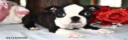 Boston Terrier dogs for sale: Queen   - Ad 2