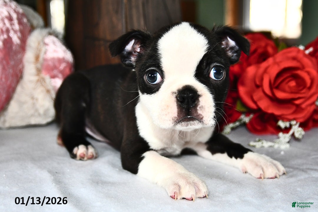 Boston Terrier dogs for sale: Queen   - Ad 2