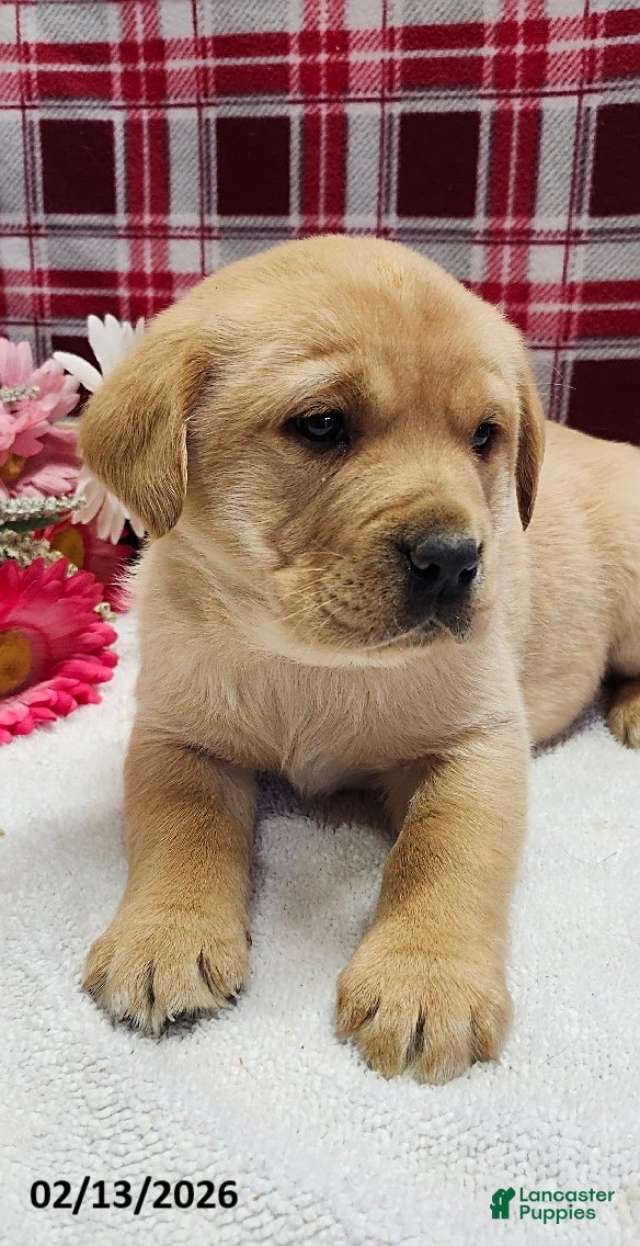 Labrador Retriever dogs Sandy - Ad 11